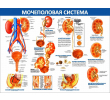 087_1300х1000 - мочеполовая система